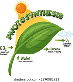 Diagram of Photosynthesis for biology and life science education illustration
