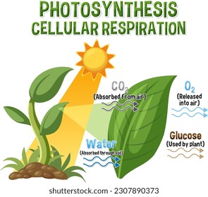 Diagram of Photosynthesis for biology and life science education illustration