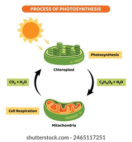 The Diagram Of Photosynthesis Process