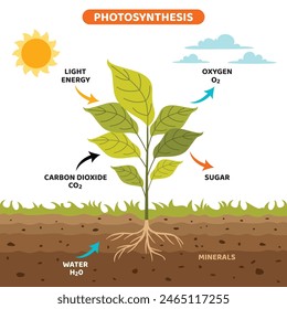 The Diagram Of Photosynthesis Process