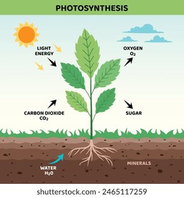 The Diagram Of Photosynthesis Process