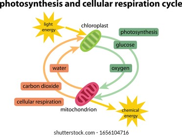 Photosynthesis Respiration Images Stock Photos Vectors Shutterstock