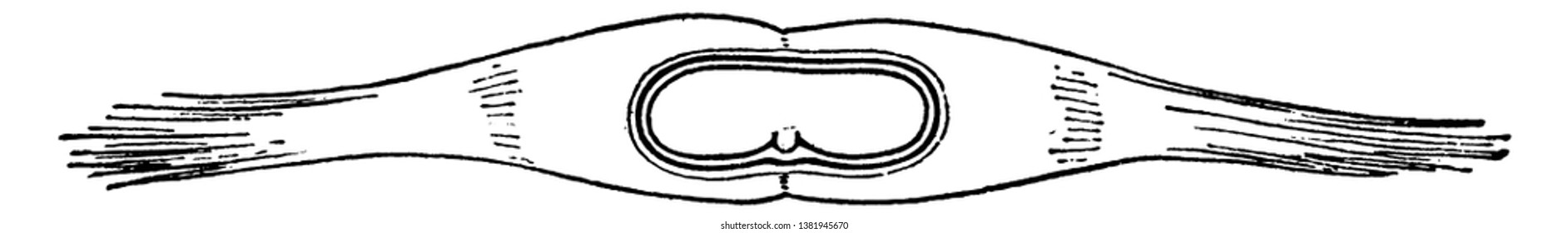 Un diagrama de una rama de pino con varios conos colgados en ella, dibujo de línea vintage o ilustración de grabado.