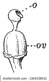 A diagram of Pistil with stamens removed from a Viola tricolor describing Orifice in stigma and Ovary, vintage line drawing or engraving illustration.