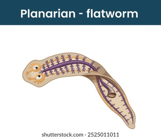 Diagrama do verme planariano, ilustração do verme planariano.