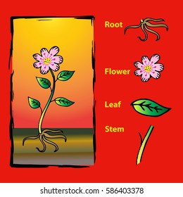 Diagram of a plant 