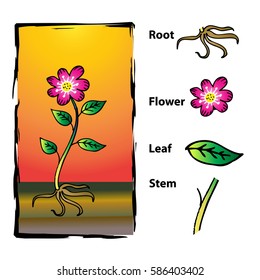 Diagram of a plant 