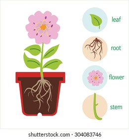 A Diagram Of A Plant. A Flower Consists Of A Stem, Roots, Leaves, And A Flower.
