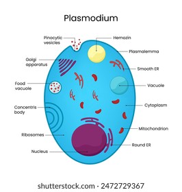Diagram of Plasmodium Internal Structure