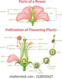 Diagram of pollination of flowering plants illustration