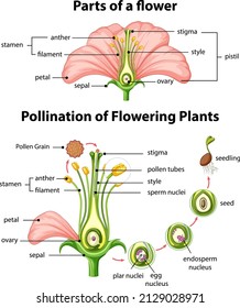 Diagram of pollination of flowering plants illustration