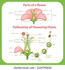 Diagram of pollination of flowering plants illustration