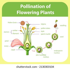 Diagram of pollination of flowering plants illustration