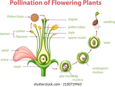 Diagram of pollination of flowering plants illustration