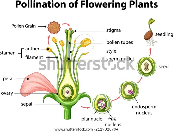 Diagram Pollination Flowering Plants Illustration Stock Vector (Royalty ...