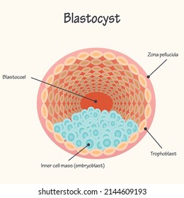 Diagram presentation slide of a blastocyst