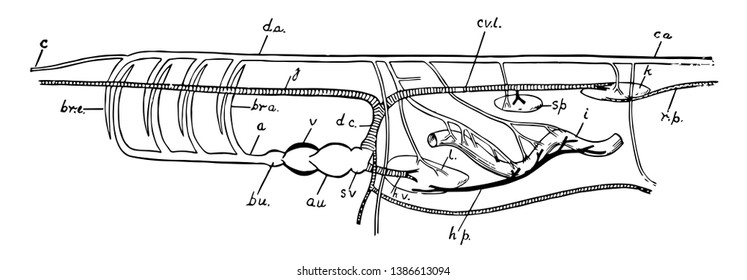 Diagram of the principal vessels in the circulation of a Fish, vintage line drawing or engraving illustration.