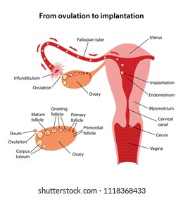 Diagram of process from ovulation to implantation of human embryo with main parts labeled. Vector illustration.