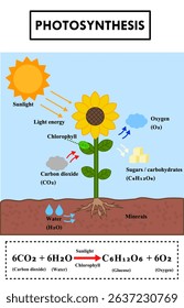 Diagram process of photosynthesis in plant.How plants use sunlight, water, and carbon dioxide to produce.Explanation science or biology.Infographic for education.Leaf energy.Vector illustration.