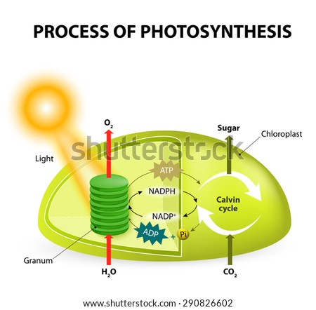 Diagram of the process of photosynthesis, showing the light reactions and the Calvin cycle. Light reactions occur in the thylakoid. Calvin Cycle occurs in the stoma. Stock photo © 