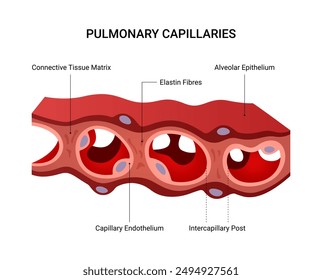 Diagrama de la estructura de los capilares pulmonares