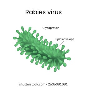 Diagram of Rabies Virus External View