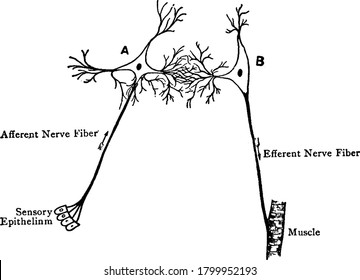 Diagram Of The Reflex Arc, It Is The Nerve Pathway Involved In A Reflex Action, Vintage Line Drawing Or Engraving Illustration.