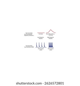 Diagrama da libertação de neurotransmissores rápidos e lentos - p. ex., glutamato e neuropeptídeos - evolução no tempo e frequência - ilustração esquemática simples.