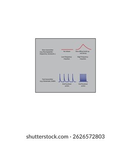 Diagrama da libertação de neurotransmissores rápidos e lentos - p. ex., glutamato e neuropeptídeos - evolução no tempo e frequência - ilustração esquemática simples.