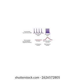 Diagrama da libertação de neurotransmissores rápidos e lentos - p. ex., glutamato e neuropeptídeos - evolução no tempo e frequência - ilustração esquemática simples.