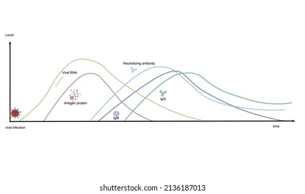 A Diagram represents the correlation of the biomarker level ( RNA, Antigen protein,Neutralizing antibody,IgM and IgG) and response time after viral infection that useful for research or diagnosis lab.