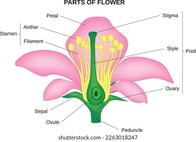 Diagram of the reproductive system of a flower.