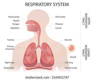 Diagrama del sistema respiratorio. Ilustración del vector médico del tracto respiratorio sobre fondo blanco.