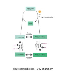 Diagram of retinal, retinol metabolism in the body - Wald’s visual cycle - Enzymatic biotransformation and activation of rhodopsin. Biochemical illustration.white background.