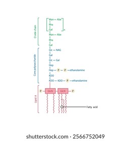 Diagram of Salmonella LPS - lipopolysaccharide - simplified illustration showing Lipid A, Core polysaccharide and O side chain. skeletal structure diagram. compound molecule scientific illustration.