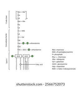 Diagram of Salmonella LPS - lipopolysaccharide - simplified illustration showing Lipid A, Core polysaccharide and O side chain. skeletal structure diagram. compound molecule scientific illustration.