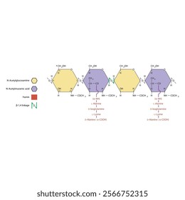 Diagram of segment of the peptidoglycan of Staphylococcus aureus, consisting of NAM and NAG connected by β1→4 linkages. Scientific illustration. skeletal structure diagram. 