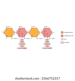 Diagram of segment of the peptidoglycan of Staphylococcus aureus, consisting of NAM and NAG connected by β1→4 linkages. Scientific illustration. skeletal structure diagram.