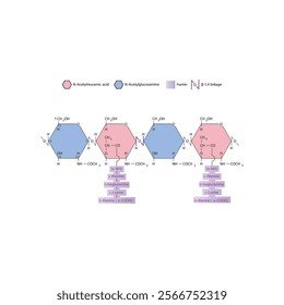 Diagram of segment of the peptidoglycan of Staphylococcus aureus, consisting of NAM and NAG connected by β1→4 linkages. Scientific illustration. skeletal structure diagram. 