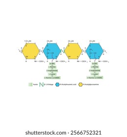 Diagram of segment of the peptidoglycan of Staphylococcus aureus, consisting of NAM and NAG connected by β1→4 linkages. Scientific illustration. skeletal structure diagram. 