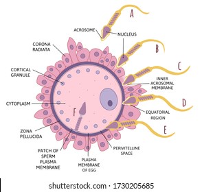 Secuencia de diagrama de eventos en la penetración del huevo. El espermatozoo penetra en óvulo. cambios en el esperma ю Etapas de la fertilización. Ilustración vectorial médica aislada en blanco.