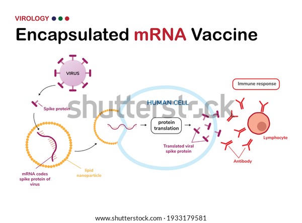 Diagram Show Meaning Encapsulated Mrna Vaccine Stock Vector (Royalty ...