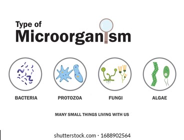 Diagram show type of microorganism, bacteria, fungi, protozoa and algae