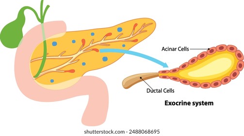 Diagram showing acinar and ductal cells in pancreas