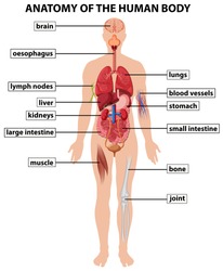 Human body diagram no labels