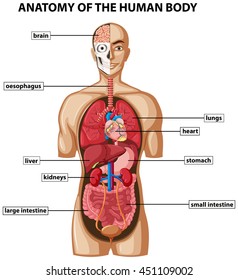 Diagram showing anatomy of human body with names illustration