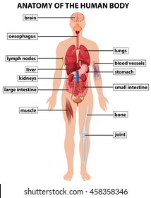 Diagram showing anatomy of human body illustration