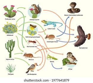 Diagram showing animal food chain on white background illustration