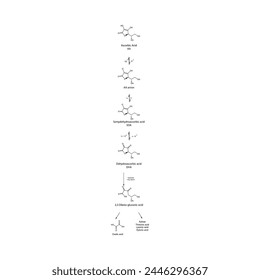 Diagram showing antioxidant mechanism of Ascorbic acid (vitamin C) and its metabolism via enzymes - Biochemical molecular process skeletal formula illustration