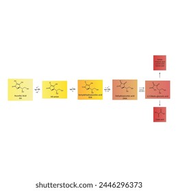 Diagram showing antioxidant mechanism of Ascorbic acid (vitamin C) and its metabolism via enzymes - Biochemical molecular process skeletal formula illustration